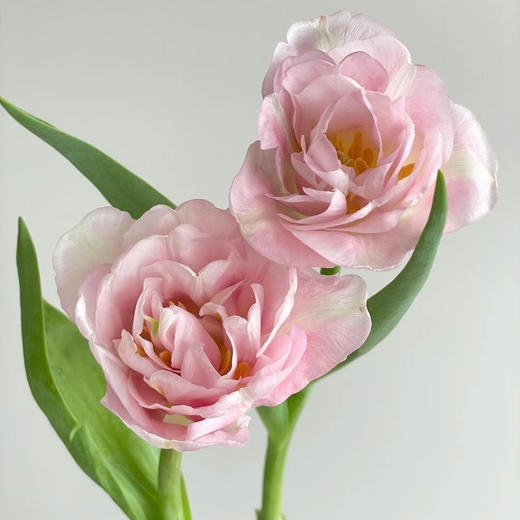 重瓣郁金香丨猫爪慕斯丨10支 商品图2