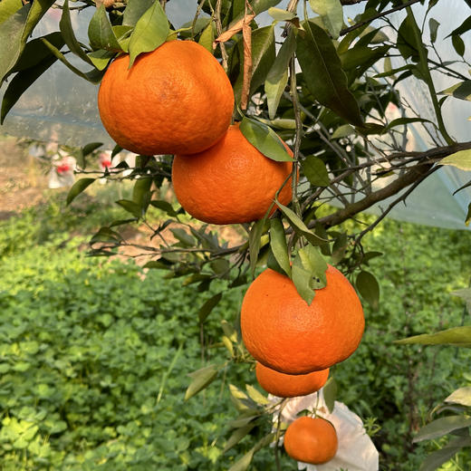四川明日见柑橘，甜度高，口感很哇塞，柑橘界的新品，没吃过的朋友一定要试试 商品图4