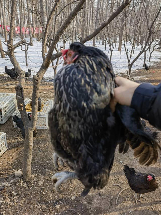 农场溜达鸡，现杀，天热了冰鲜，肉质紧实，香！ 商品图0