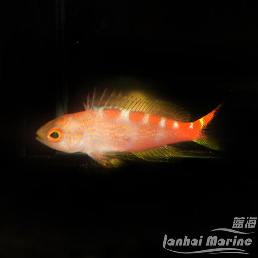 金虎纹宝石 商品图1