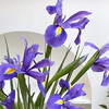 鸢尾丨紫蝴蝶丨8-10支【高级感】 商品缩略图2