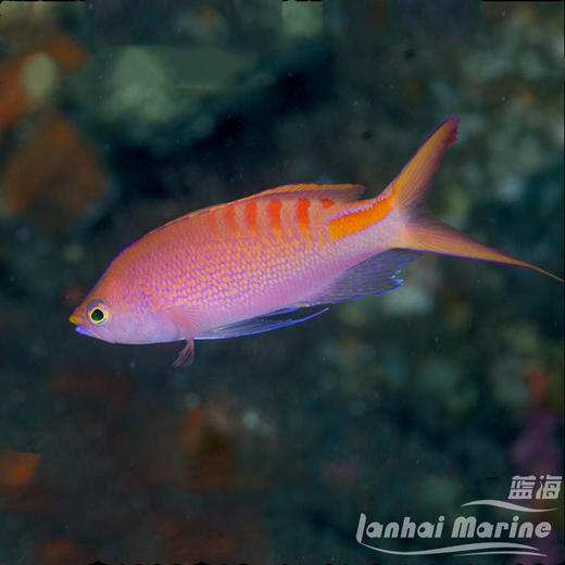 虎纹宝石 商品图1