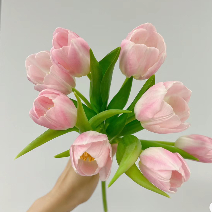 配花-ZY郁金香-王朝粉淡粉色-10枝/扎
