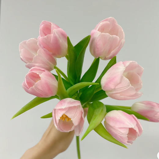 配花-ZY郁金香-王朝粉淡粉色-10枝/扎 商品图0