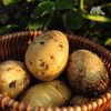 生态土豆 | 绿家自产 * Ecological potato | Self-production 商品缩略图1