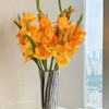 配花-剑兰-橙色-10支 商品缩略图0