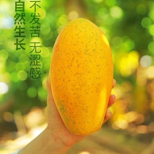 【大青木瓜】五瓣黄采摘 完全树上熟 颠覆你对木瓜的认知 5斤/8斤 商品图4
