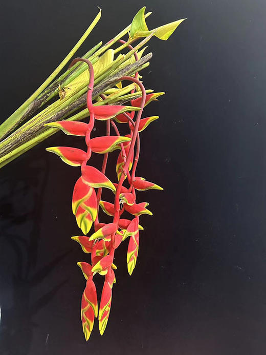 红色吊鸟鲜切花2支 商品图3