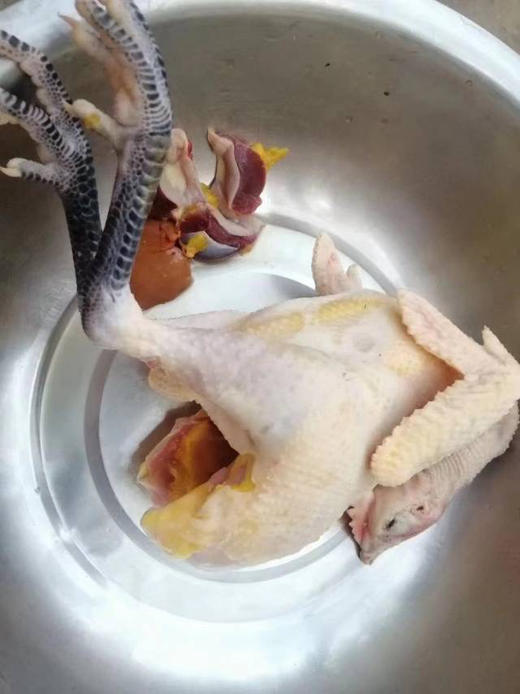农场溜达鸡，现杀，天热了冰鲜，肉质紧实，香！ 商品图6