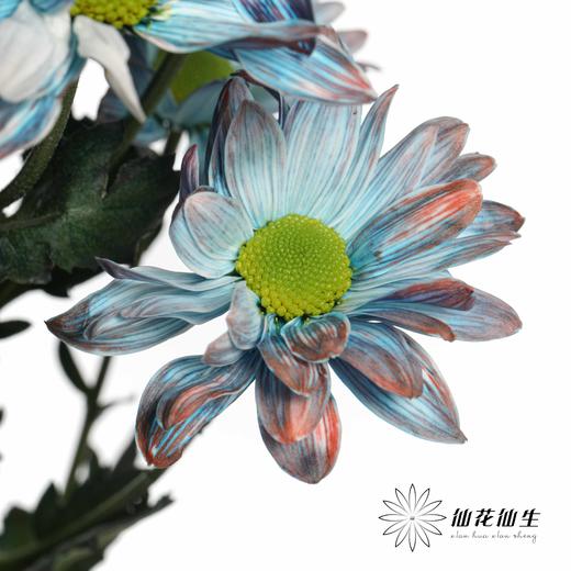 配花 | 染色小菊青花瓷【人工吸染，有色差，慎重下单】 商品图1