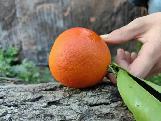 长寿湖风景区高山血脐橙，产地亲采，果肉极细嫩，无核化渣，具玫瑰芳香，富含花青素及多种微量元素，清火养颜！一份5斤 商品图2