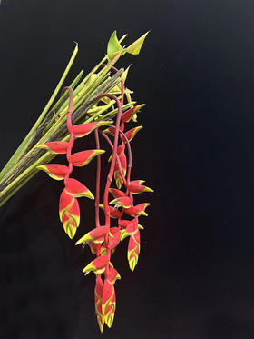 红色吊鸟鲜切花2支