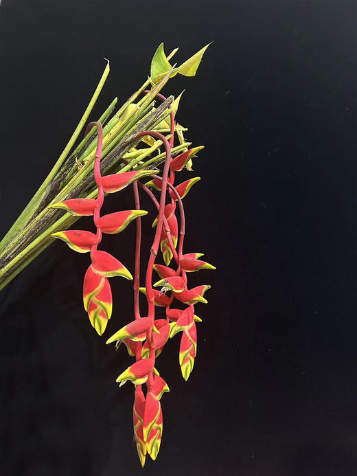 红色吊鸟鲜切花2支 商品图0