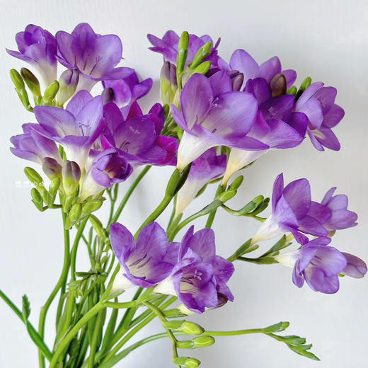 香雪兰丨紫色丨草花 商品图0