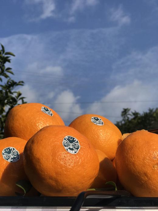 橘粹 · 两弹橙粑粑柑当季橘子水果现摘现发礼盒装包邮 商品图10