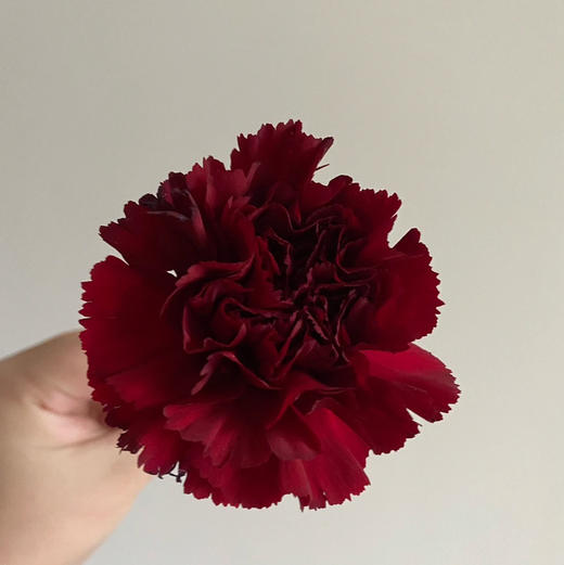 单头康乃馨-王冠-18-20枝 商品图0