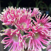非洲菊.米兰（粉色卷） 商品缩略图1