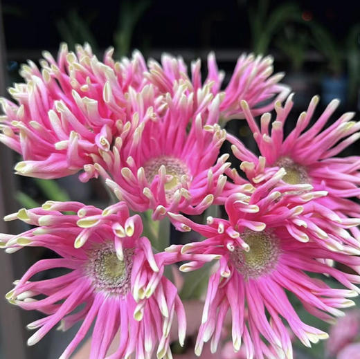 非洲菊.米兰（粉色卷） 商品图1