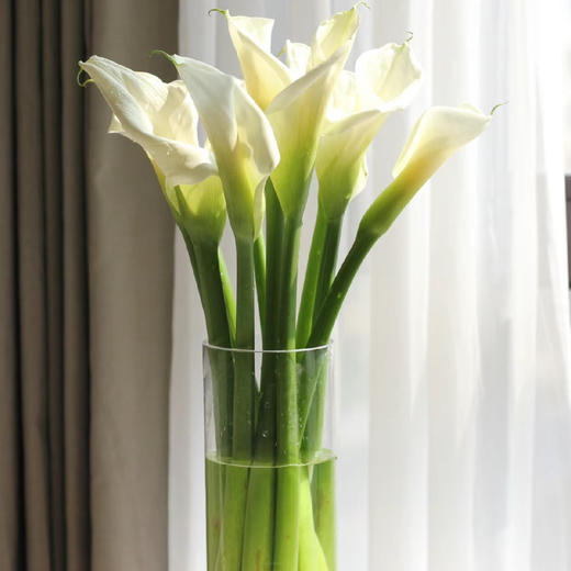 马蹄莲丨白色丨草花【特殊花材需特别养护】｜单拍不发 商品图2