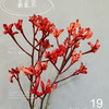 配花-袋鼠爪-红色-5支 商品缩略图0