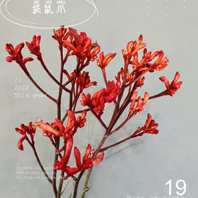 配花-袋鼠爪-红色-5支