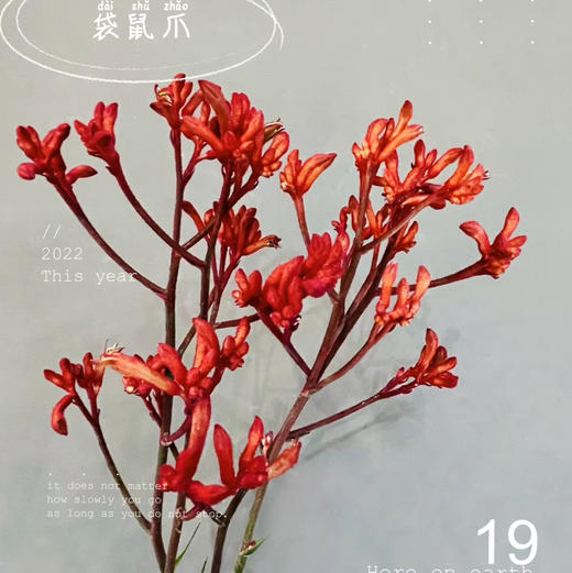 配花-袋鼠爪-红色-5支 商品图0