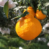 不知火丑橘（2024）| 新鲜采摘，香甜味美，脆嫩化渣 商品缩略图2
