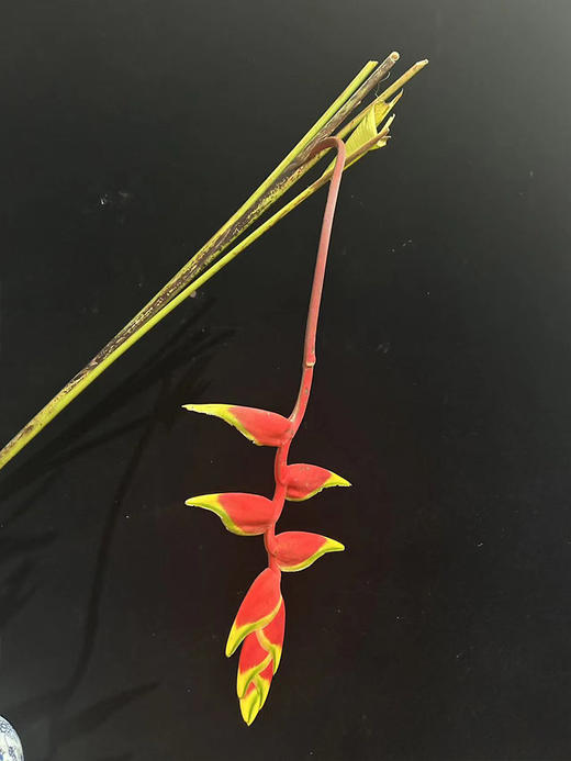 红色吊鸟鲜切花2支 商品图1