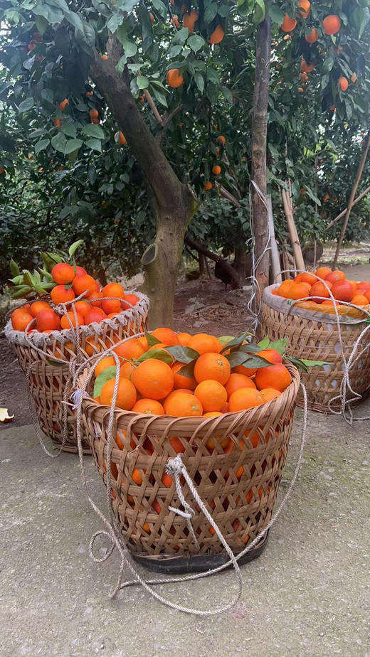 长寿湖风景区高山血脐橙，产地亲采，果肉极细嫩，无核化渣，具玫瑰芳香，富含花青素及多种微量元素，清火养颜！一份5斤 商品图3