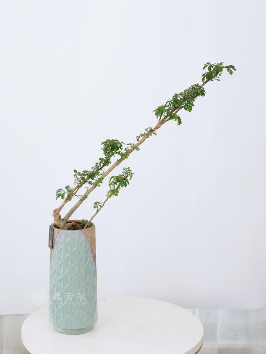 福禄桐 商品图0