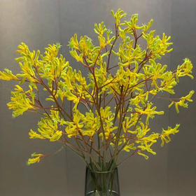 配花-袋鼠爪-5枝/扎