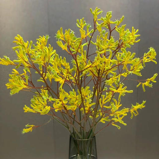 配花-袋鼠爪-5枝/扎 商品图0