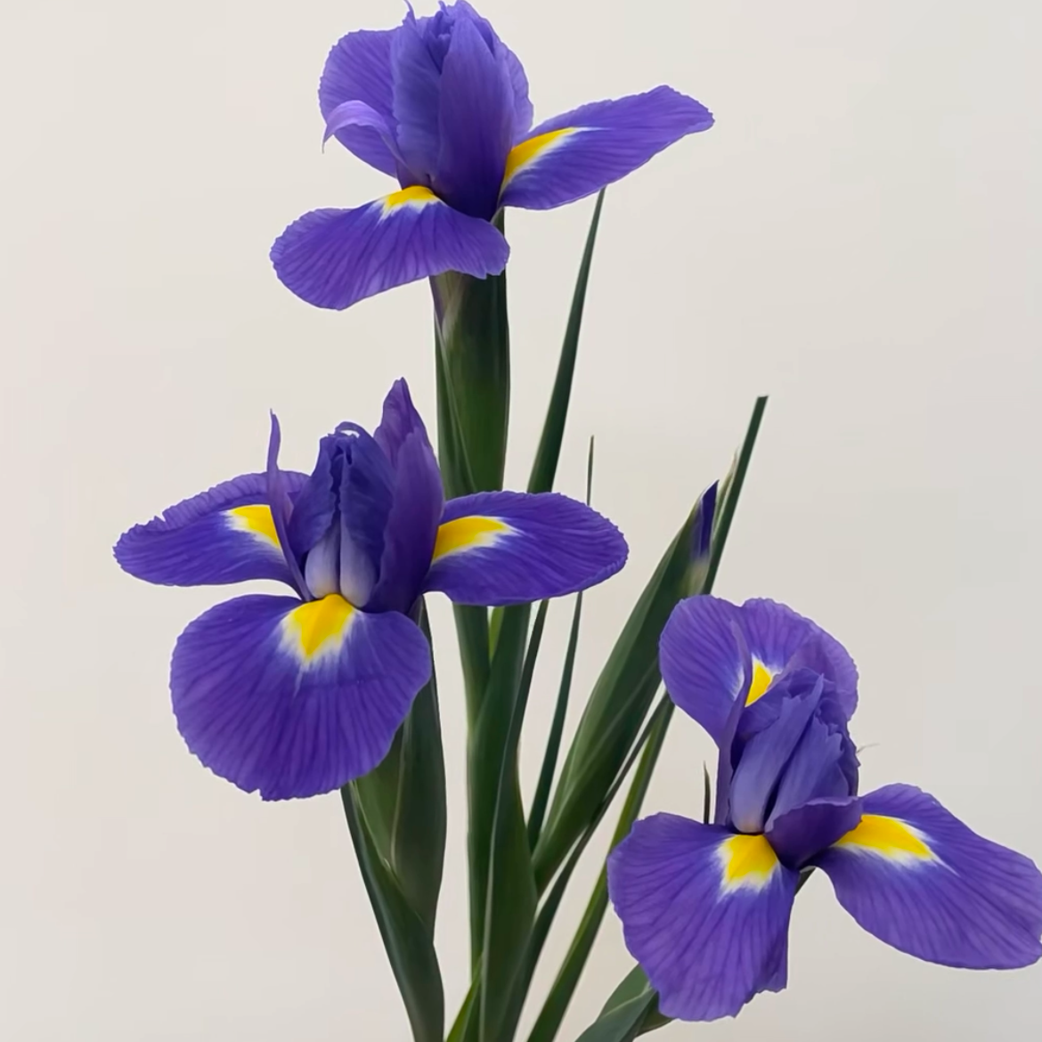 鸢尾丨紫蝴蝶丨8-10支【高级感】