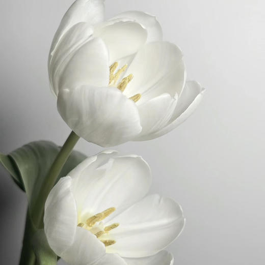配花-ZY郁金香-白王子白色-10支/扎 商品图1