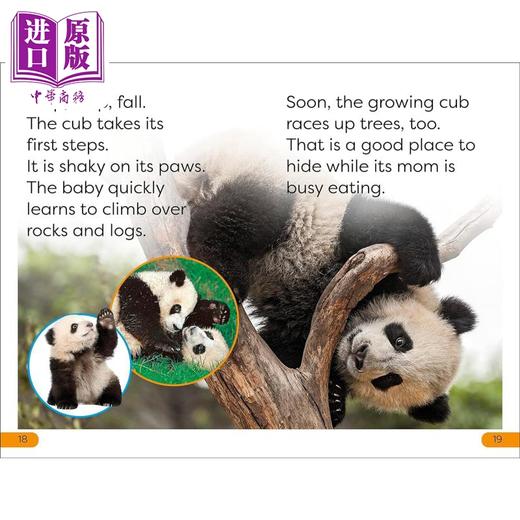 【中商原版】DK Super Readers Fun China 趣读中华 大熊猫动物科普读物2册 The Great Panda Tale Save the Pandas 英文原版 商品图3