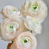配花-河内洋牡丹-香槟色-5支 商品缩略图2
