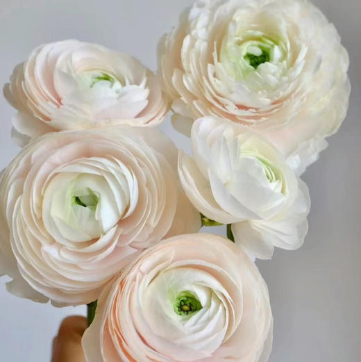 配花-河内洋牡丹-香槟色-5支 商品图2