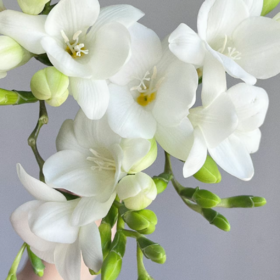 香雪兰丨白色丨草花