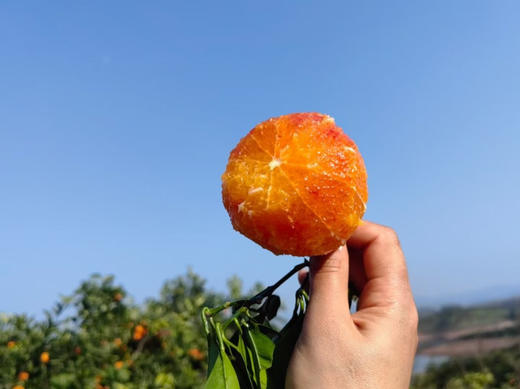 长寿湖风景区高山血脐橙，产地亲采，果肉极细嫩，无核化渣，具玫瑰芳香，富含花青素及多种微量元素，清火养颜！一份5斤 商品图1