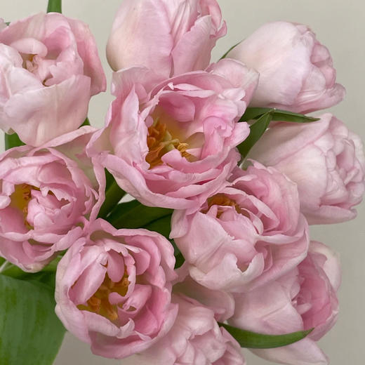 重瓣郁金香丨猫爪慕斯丨10支 商品图0