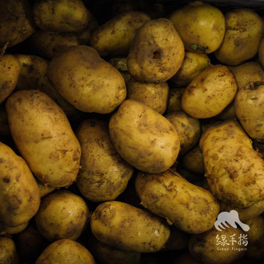 生态土豆 | 绿家自产 * Ecological potato | Self-production 商品图3