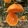 四川明日见柑橘，甜度高，口感很哇塞，柑橘界的新品，没吃过的朋友一定要试试 商品缩略图2