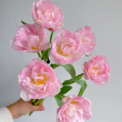 重瓣郁金香丨猫爪慕斯丨10支 商品图1