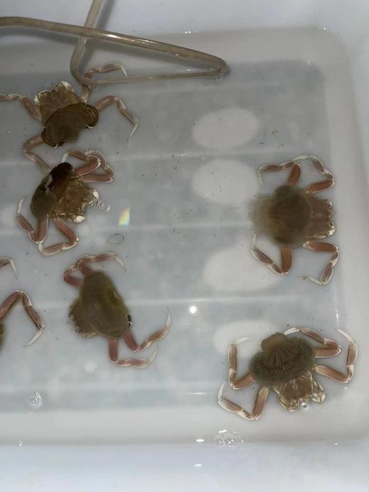 海葵蟹 商品图0