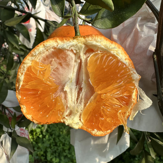 四川明日见柑橘，甜度高，口感很哇塞，柑橘界的新品，没吃过的朋友一定要试试 商品图0