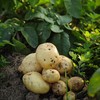 生态土豆 | 绿家自产 * Ecological potato | Self-production 商品缩略图4