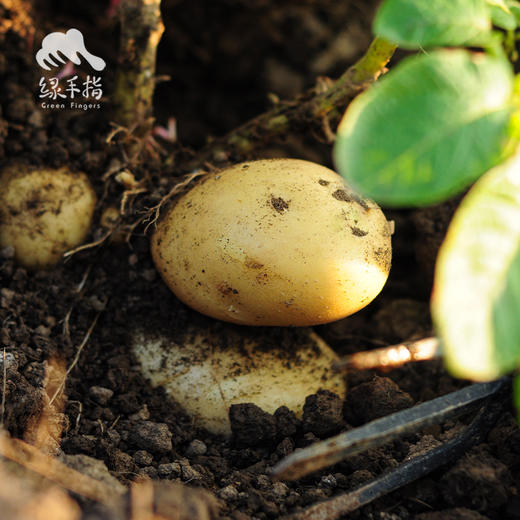 生态土豆 | 绿家自产 * Ecological potato | Self-production 商品图2