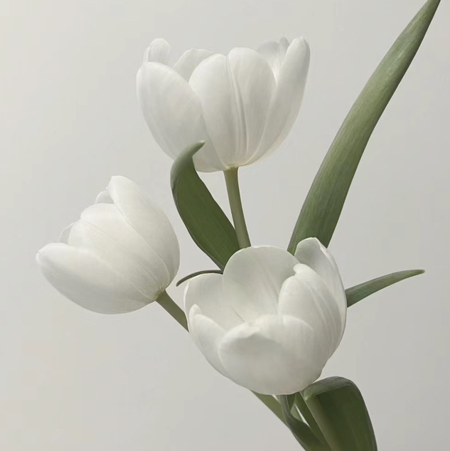 配花-ZY郁金香-白王子白色-10支/扎