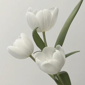 配花-ZY郁金香-白王子白色-10支/扎