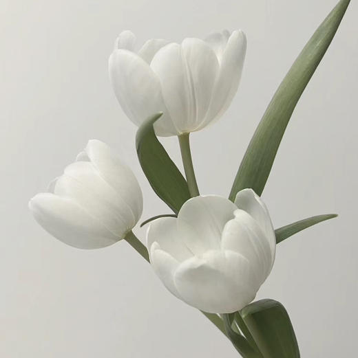 配花-ZY郁金香-白王子白色-10支/扎 商品图0